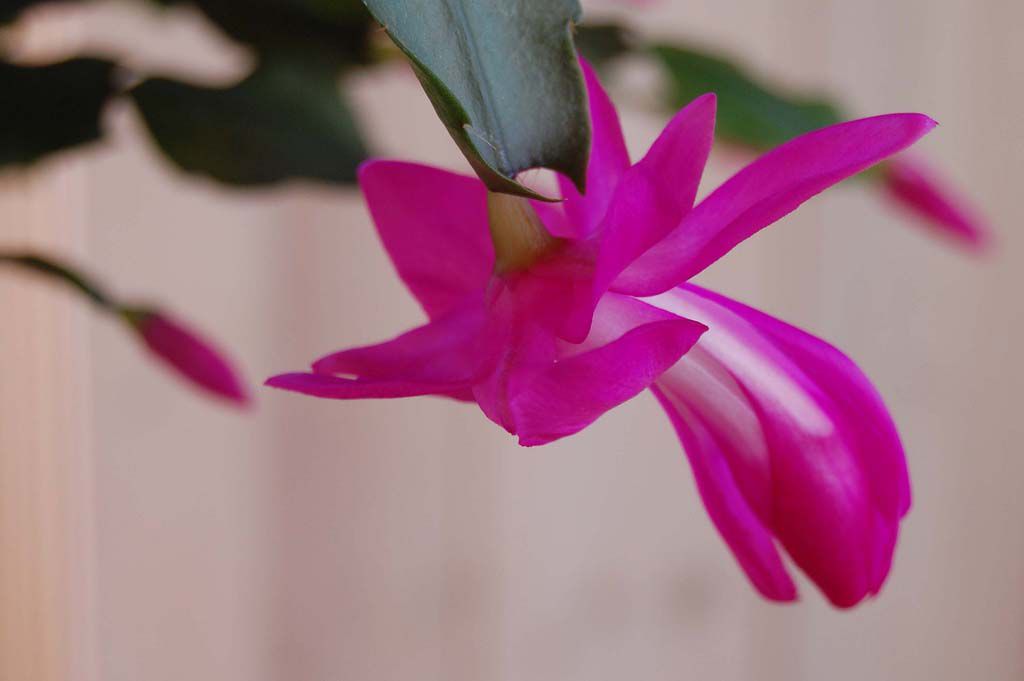 christmas cactus